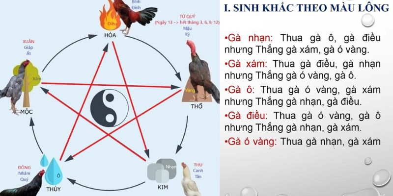 màu mạng gà đá