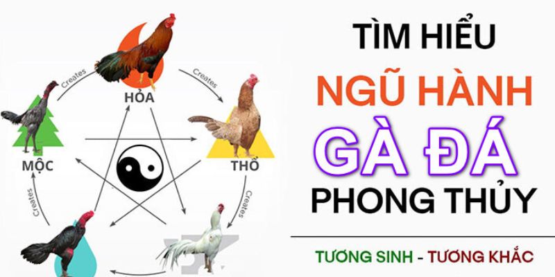 Xem mạng gà dựa vào yếu tố tương sinh